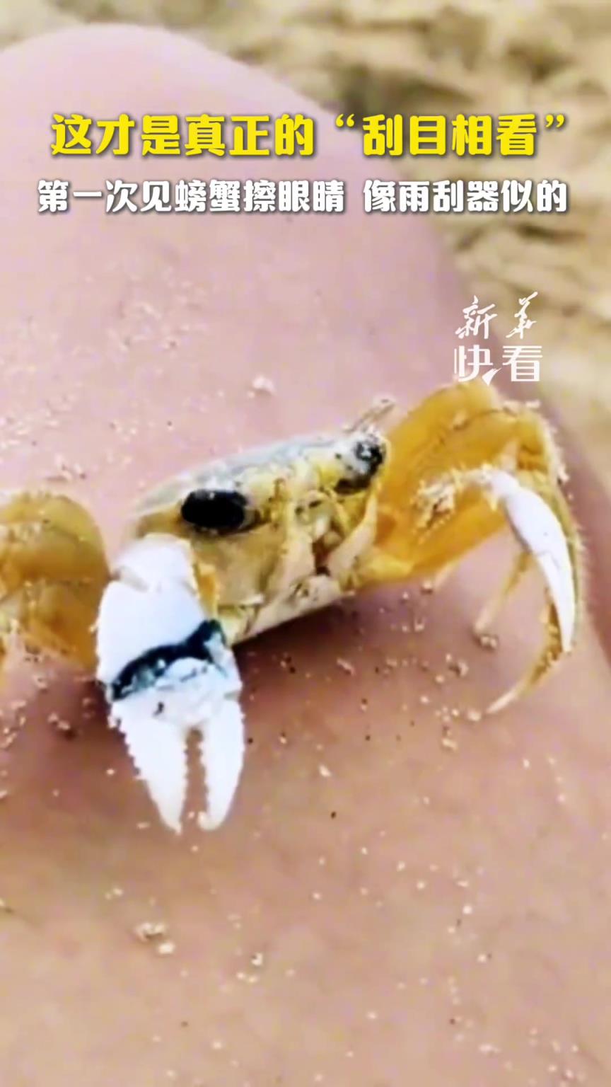 这才是真正的“刮目相看”，第一次见螃蟹擦眼睛，像雨刮器似的