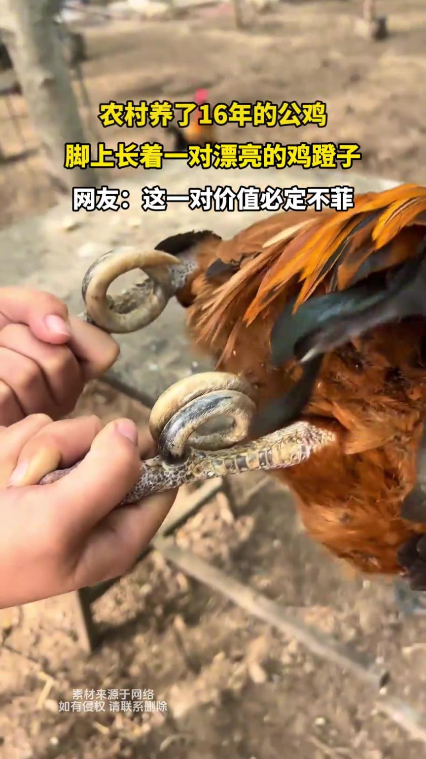 你说养了六年我信，十六年哄谁呢？不过这鸡脚蹬确实好看！