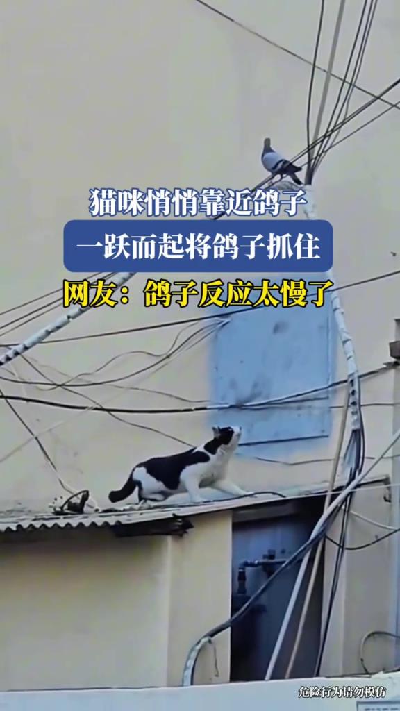 猫咪悄悄靠近鸽子,一跃而起将鸽子抓住!!!