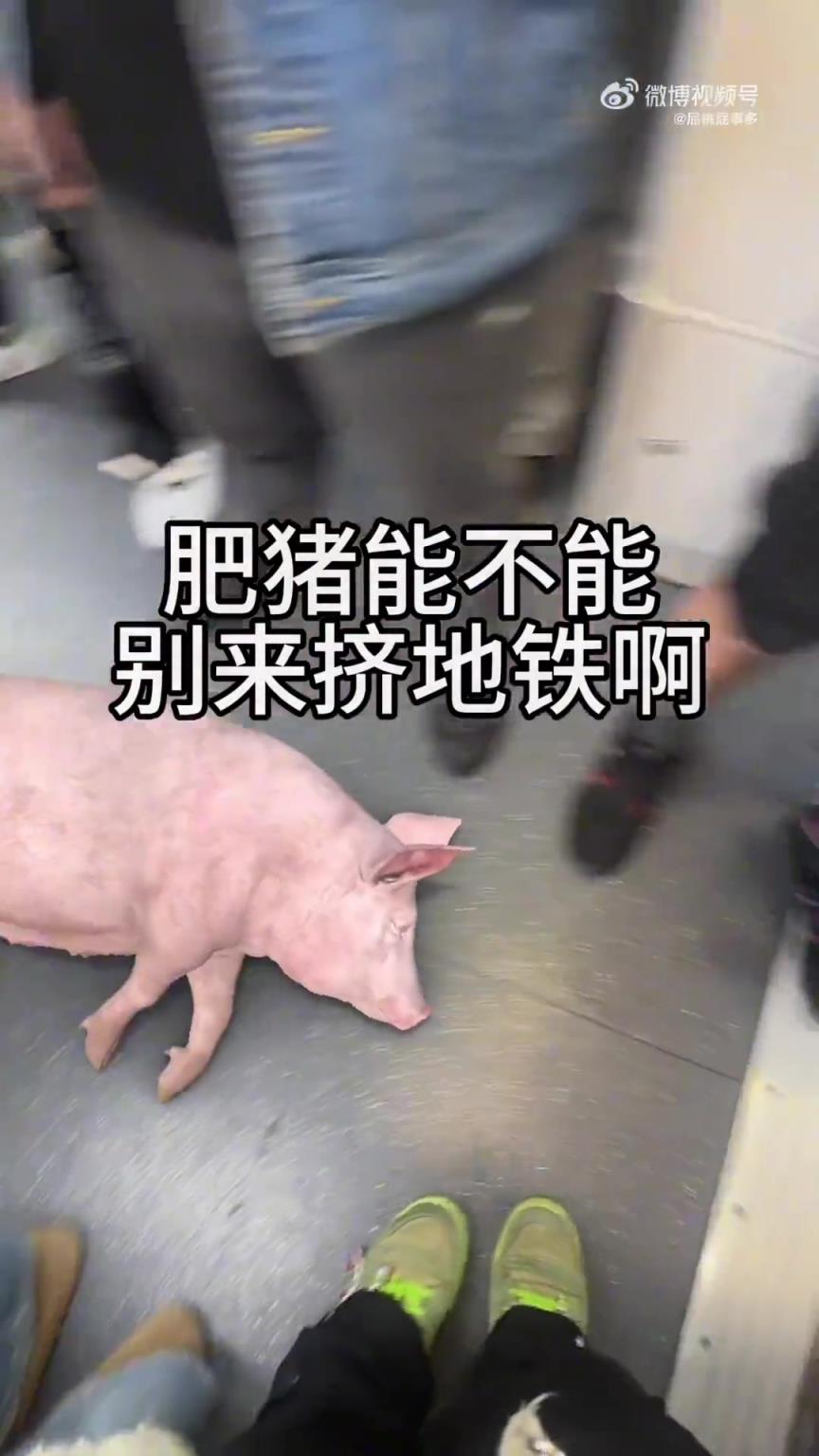 网友发视频吐槽，肥猪能不能别来挤地铁啊