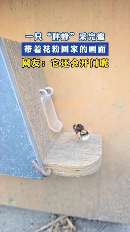 小胖蜂采蜜回家还自带开门技能，勤劳又聪明，太可爱啦！