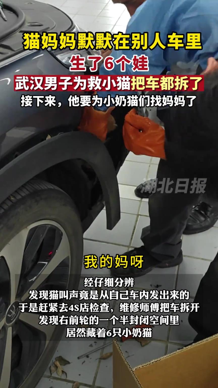 猫妈妈默默在别人车里生了6个娃，武汉男子为救小猫把车都拆了