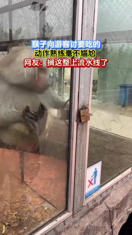 猴子向游客讨要吃的，动作熟练毫不尴尬，网友：搁这整上流水线了