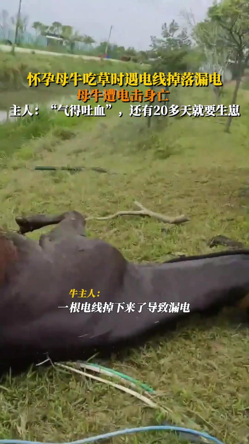 怀孕母牛吃草时遇电线掉落漏电，母牛遭电击身亡
