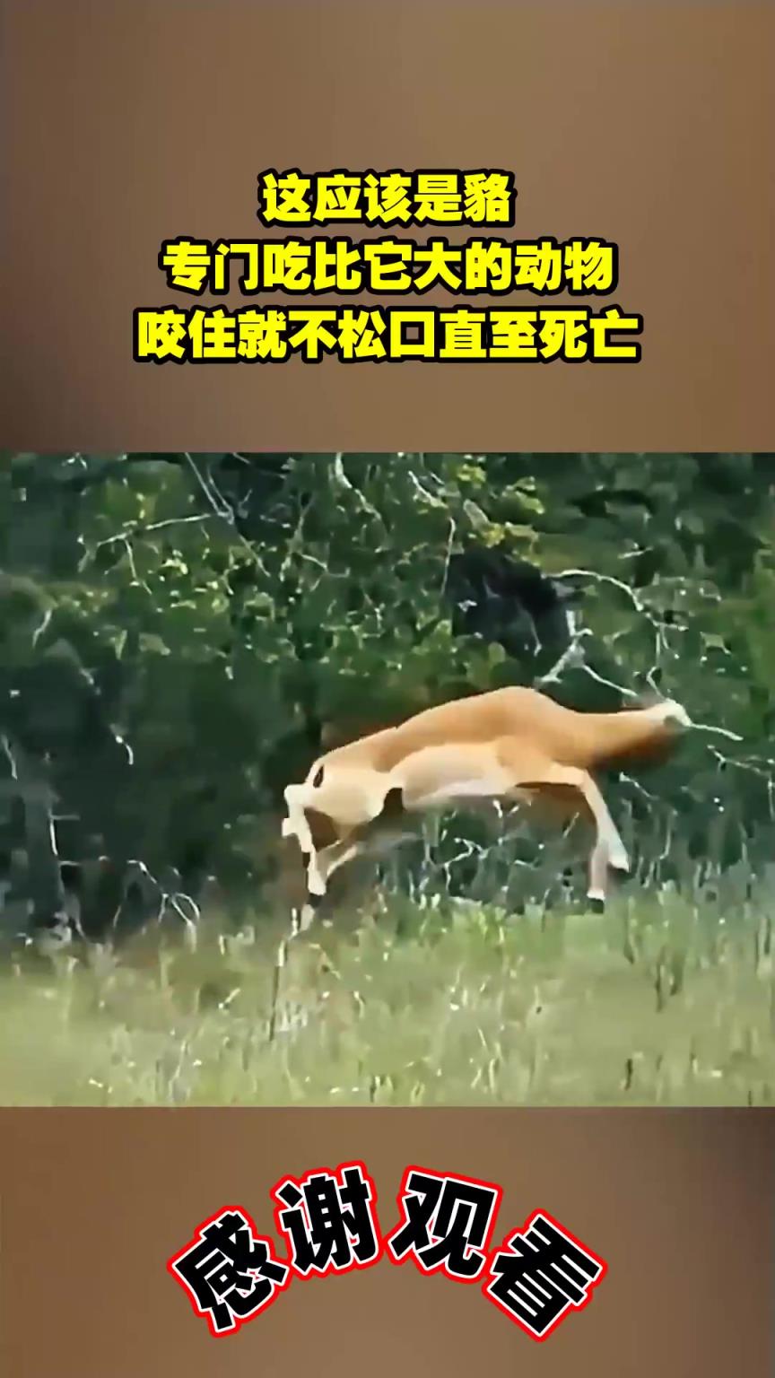 这应该是貉，专门吃比它大的动物，咬住就不松口直至死亡！