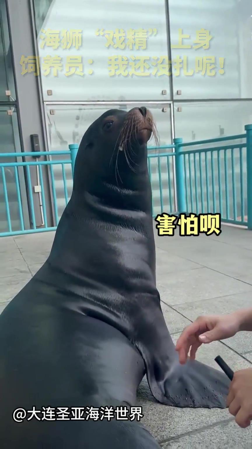 海狮“戏精”上身，饲养员：我还没扎呢！