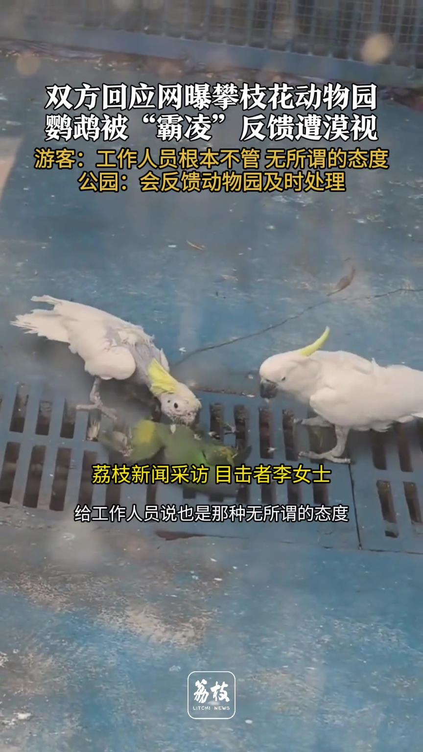 雙方回應(yīng)網(wǎng)曝攀枝花動(dòng)物園鸚鵡被“霸凌”反饋遭漠視