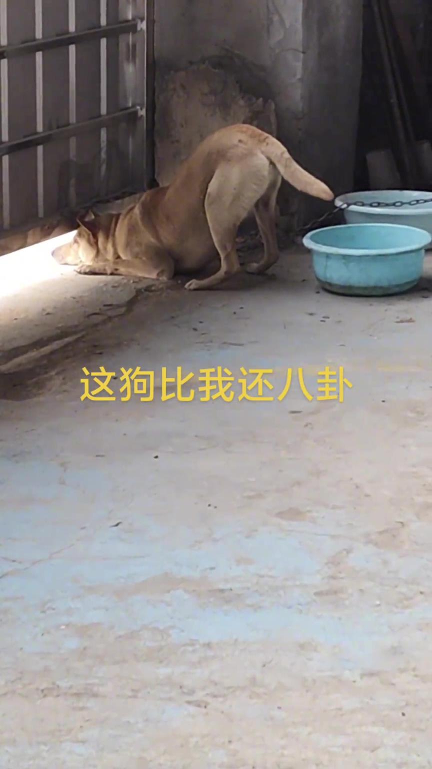 它不但八卦，还会瑜伽