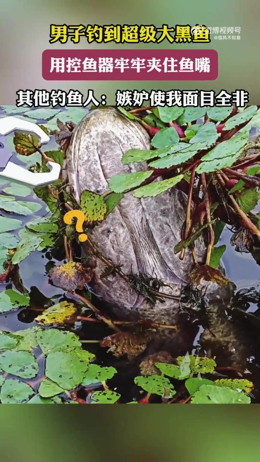 男子釣獲超大黑魚，用控魚器夾緊魚嘴