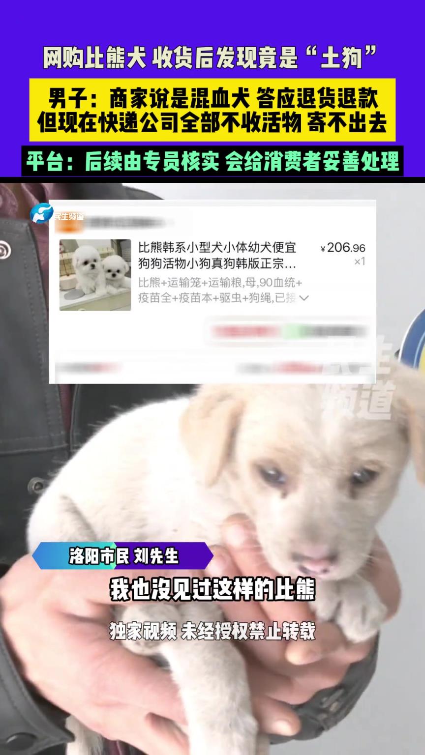 网购比熊犬 收货后发现竟是“土狗”