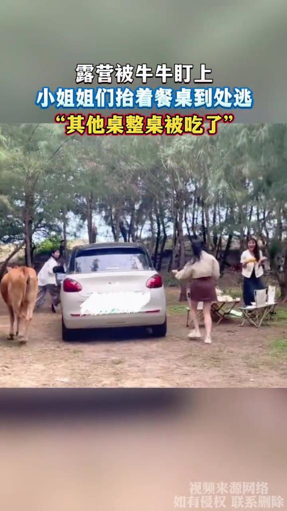 露營被牛牛盯上,小姐姐們抬著餐桌到處逃!!!