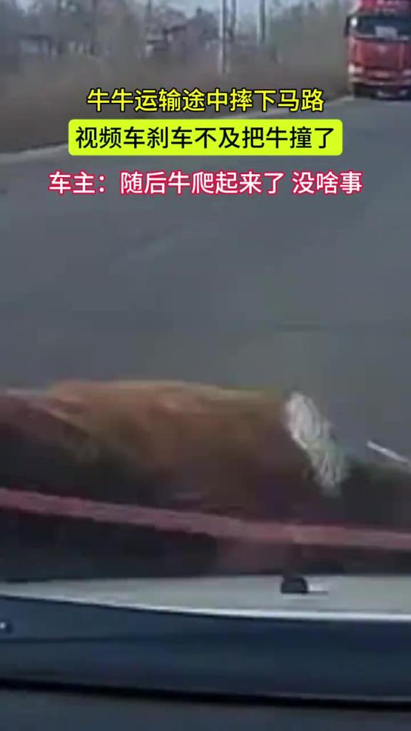 牛在运输途中摔下马路被视频车迎头撞上