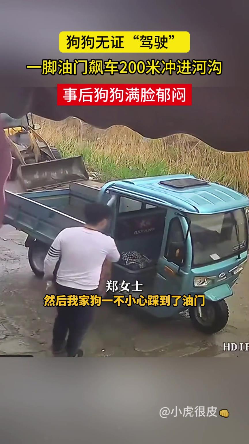 狗狗无证驾驶，一脚油门冲进河沟里