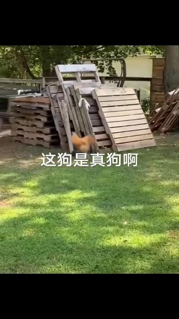 鸡：你不但调戏我，还吓我一跳，你是真的狗，还成精了。