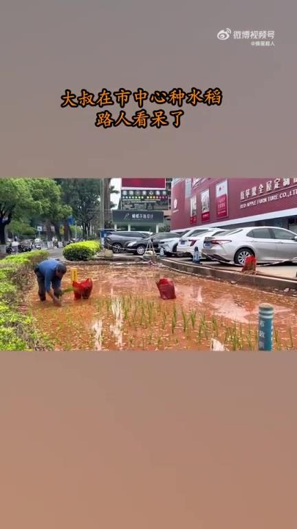 大叔在市中心种水稻，引路人驻足惊叹