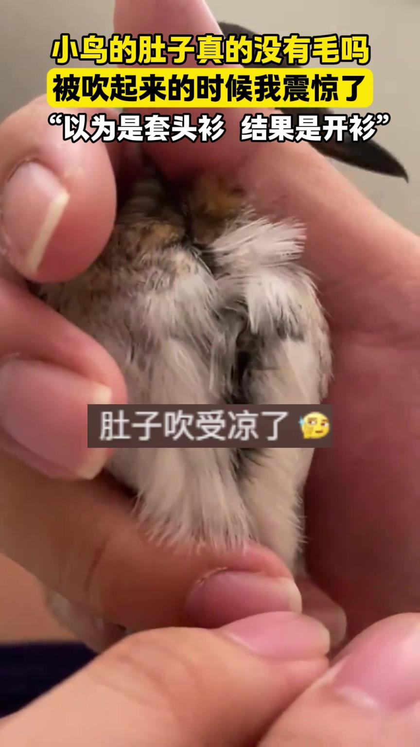 小鸟的肚子真的没有毛吗？被吹起来的时候我震惊了。