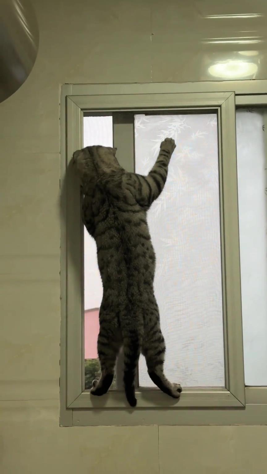 喜欢和人一样爱看热闹的猫咪