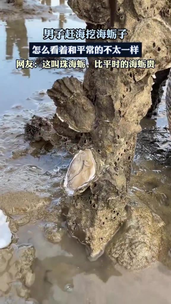 男子赶海挖海蛎子 怎么看着和平常的不太一样呢