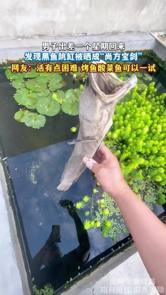男子出差一个星期回来,发现黑鱼跳缸被晒成“尚方宝剑”!!