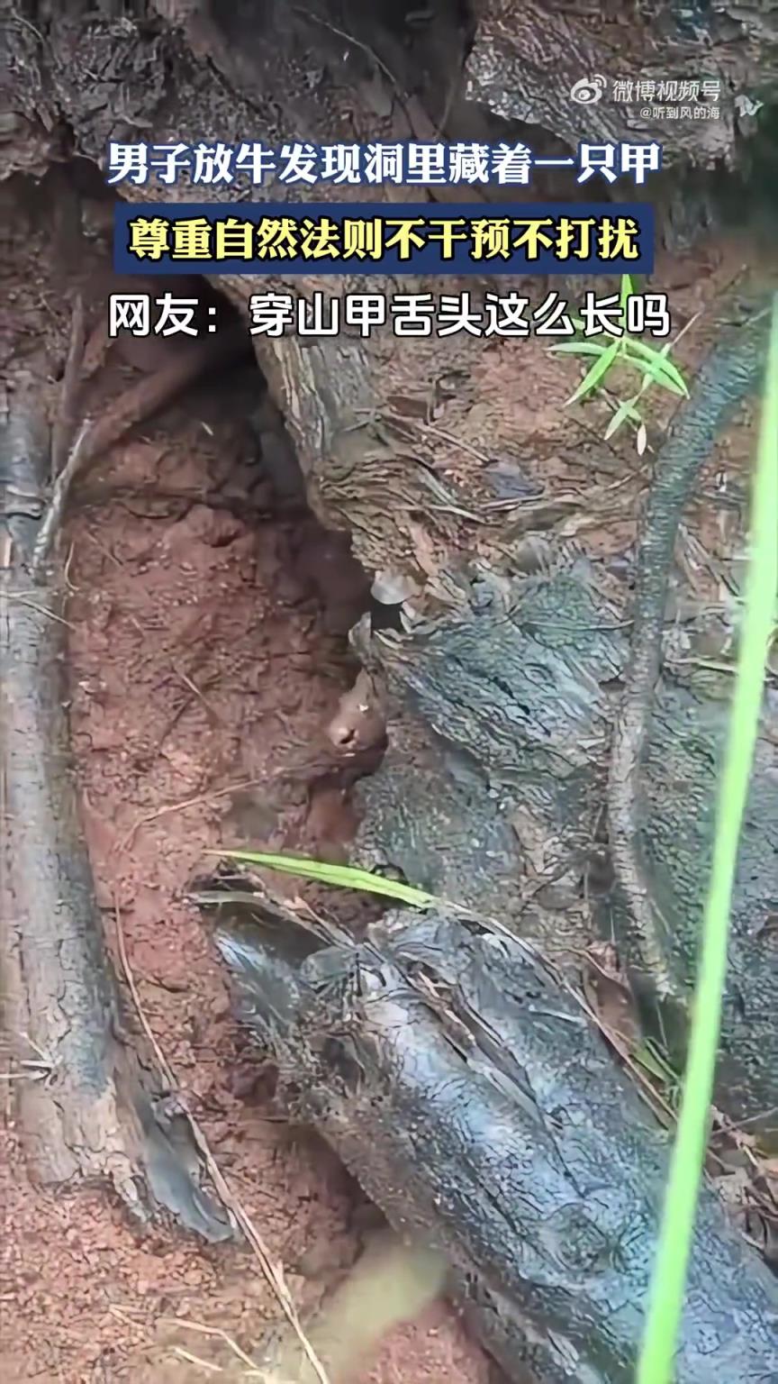 男子放牛发现洞里藏着一只动物