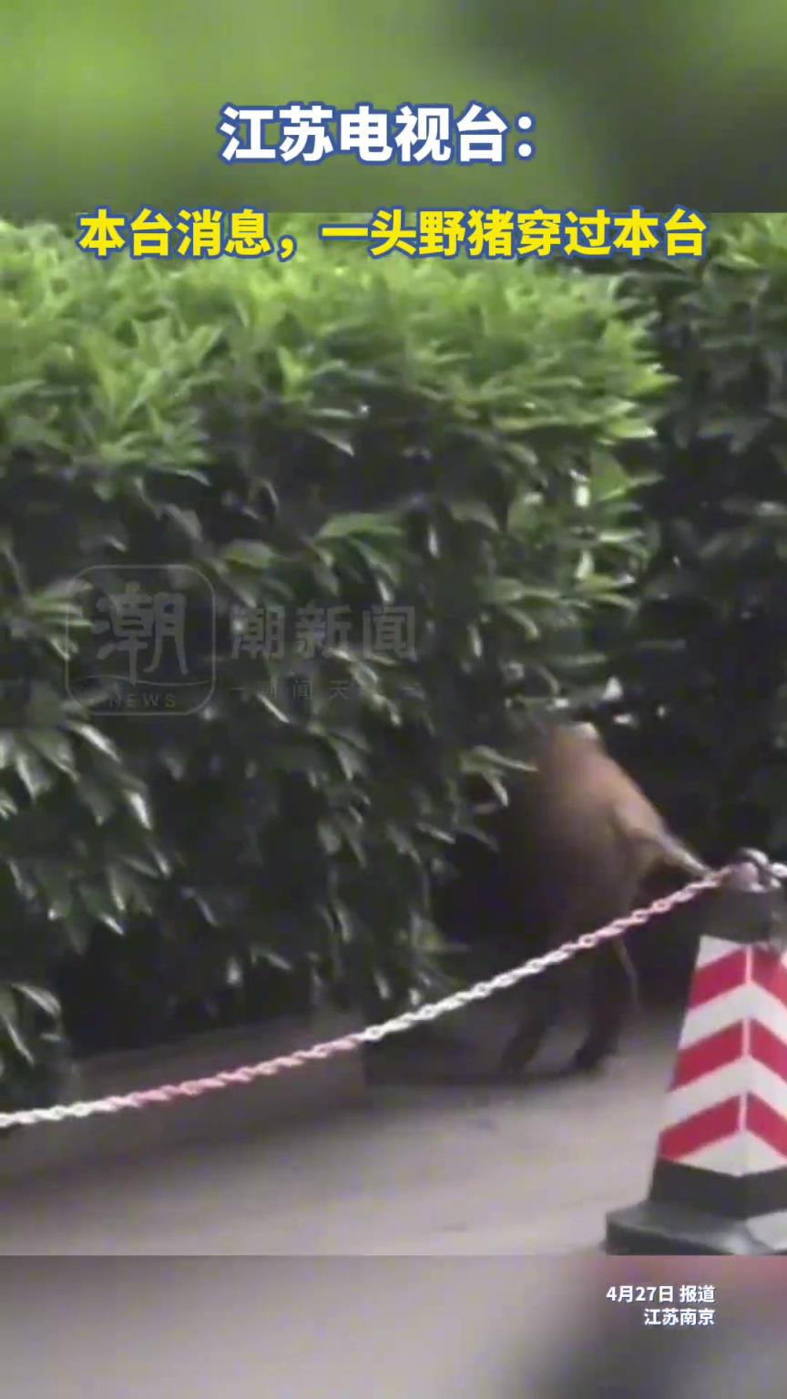 一野猪闯入江苏电视台