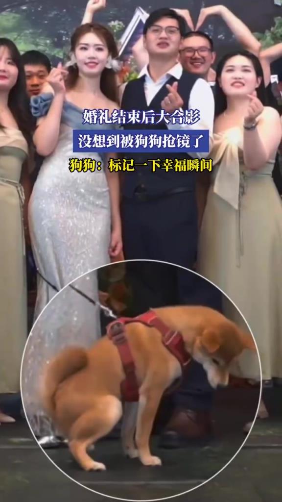 婚礼结束后大合影 没想到被狗狗抢镜了