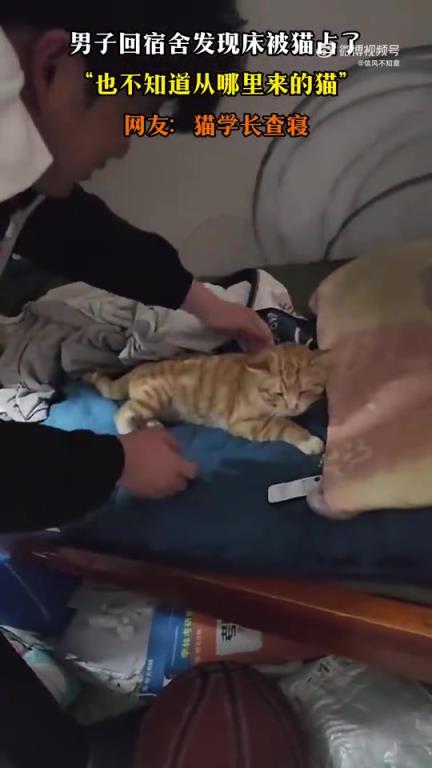 男子回宿舍发现床被不明来历的猫占据