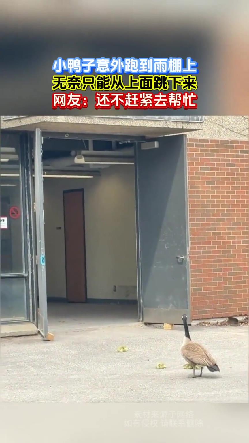 小鸭子意外跑到雨棚上，无奈只能从上面跳下来