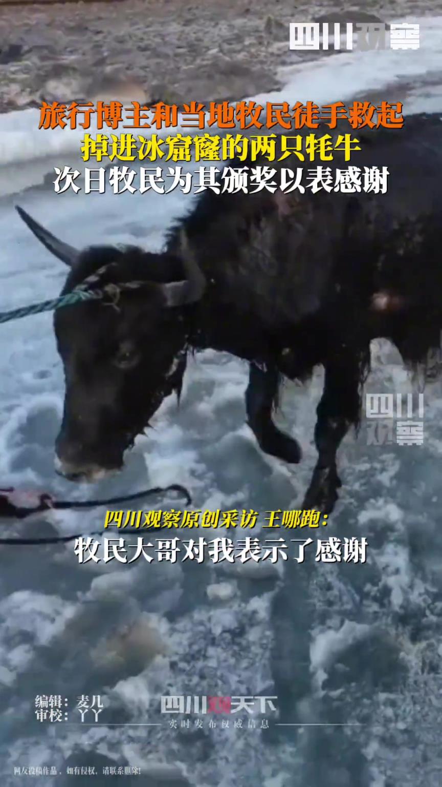 旅行博主和牧民从冰窟徒手救出牦牛