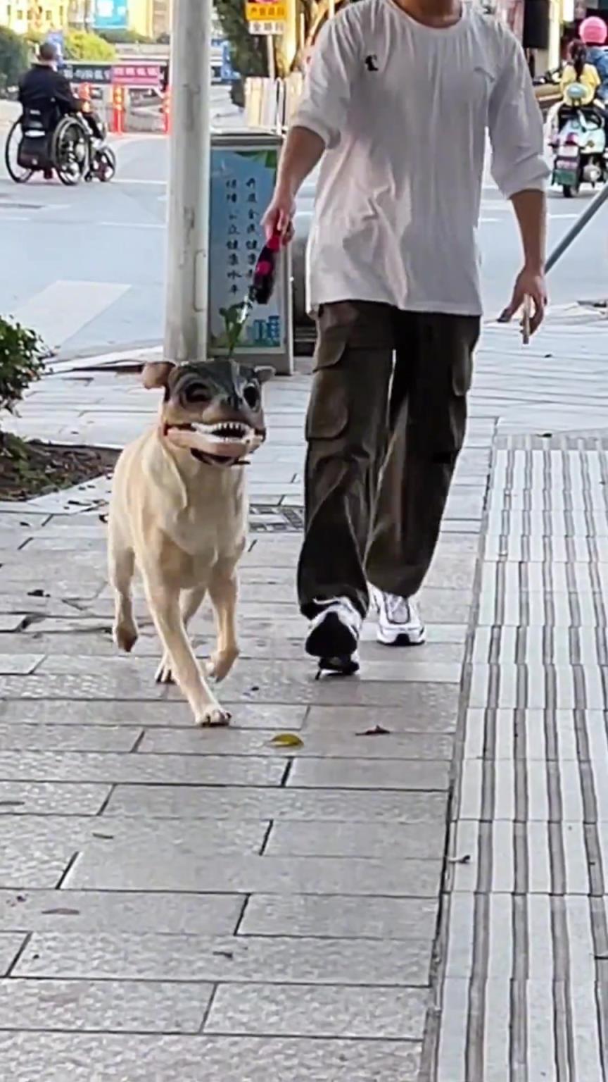 这狗子怎么恐里恐气的…