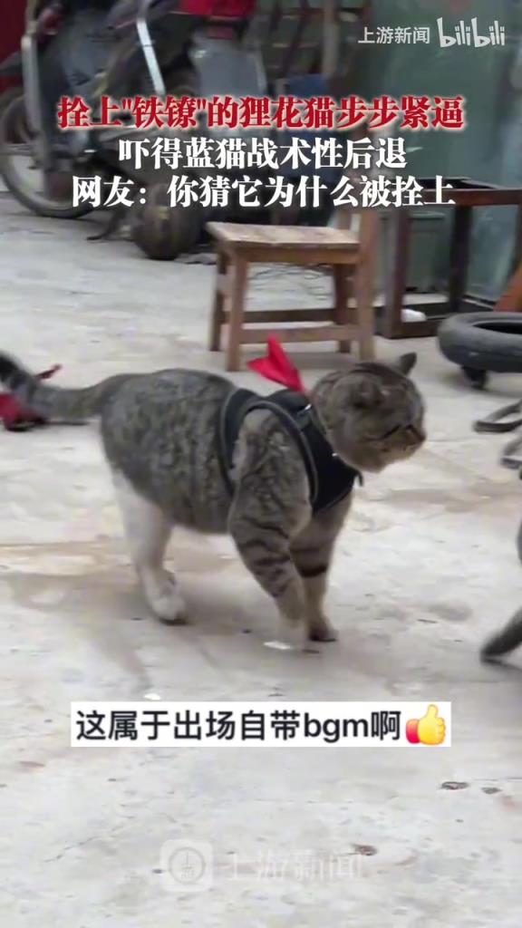 拴上“铁镣”的狸花猫步步紧逼，吓得蓝猫战术性后退