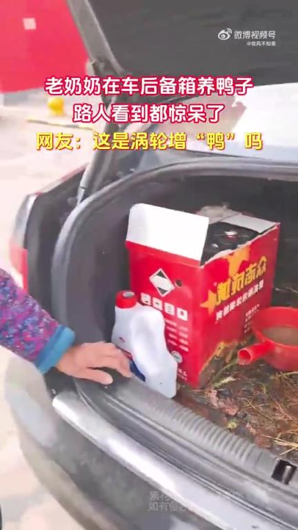 老奶奶于車(chē)后備箱養(yǎng)鴨，路人見(jiàn)狀驚訝不已