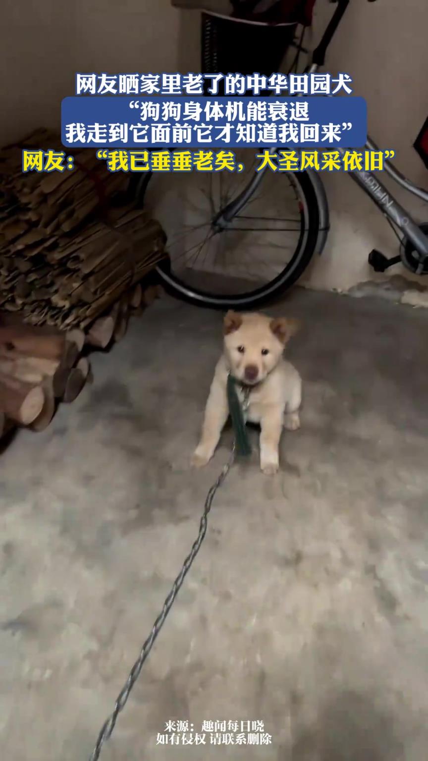 网友晒家里老了的中华田园犬，我走到它面前它才知道我回来