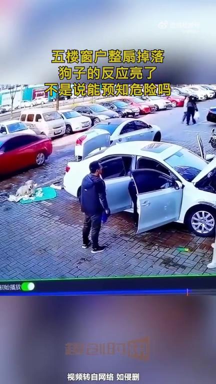 五楼窗户整扇掉落，狗子反应引热议：不是能预知危险？