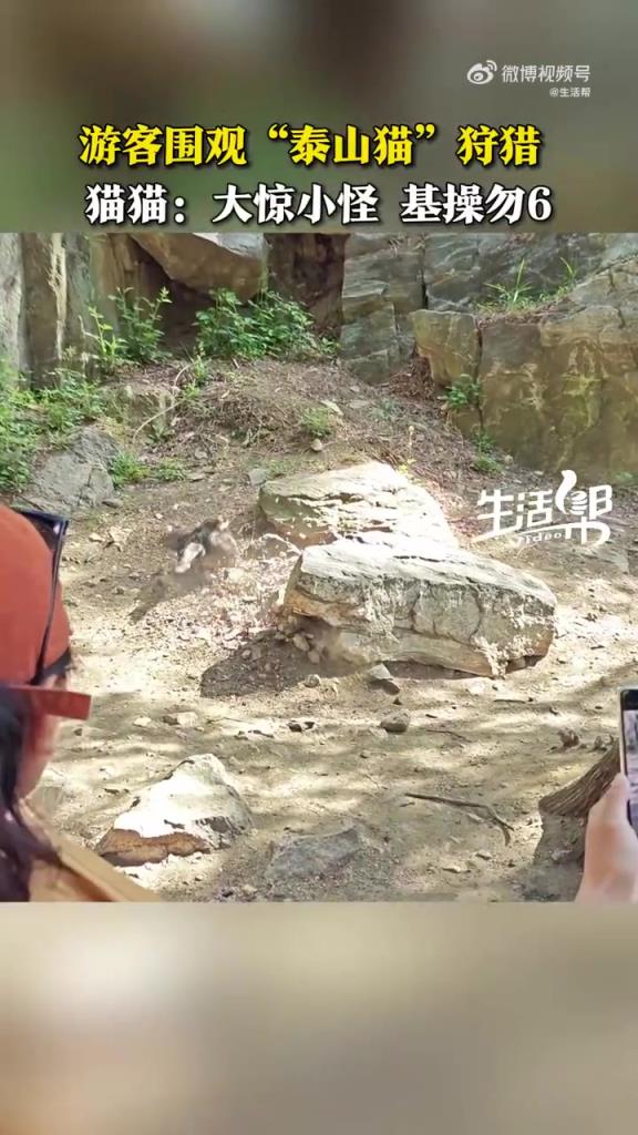 猫猫在一声声哇中越来越自信了