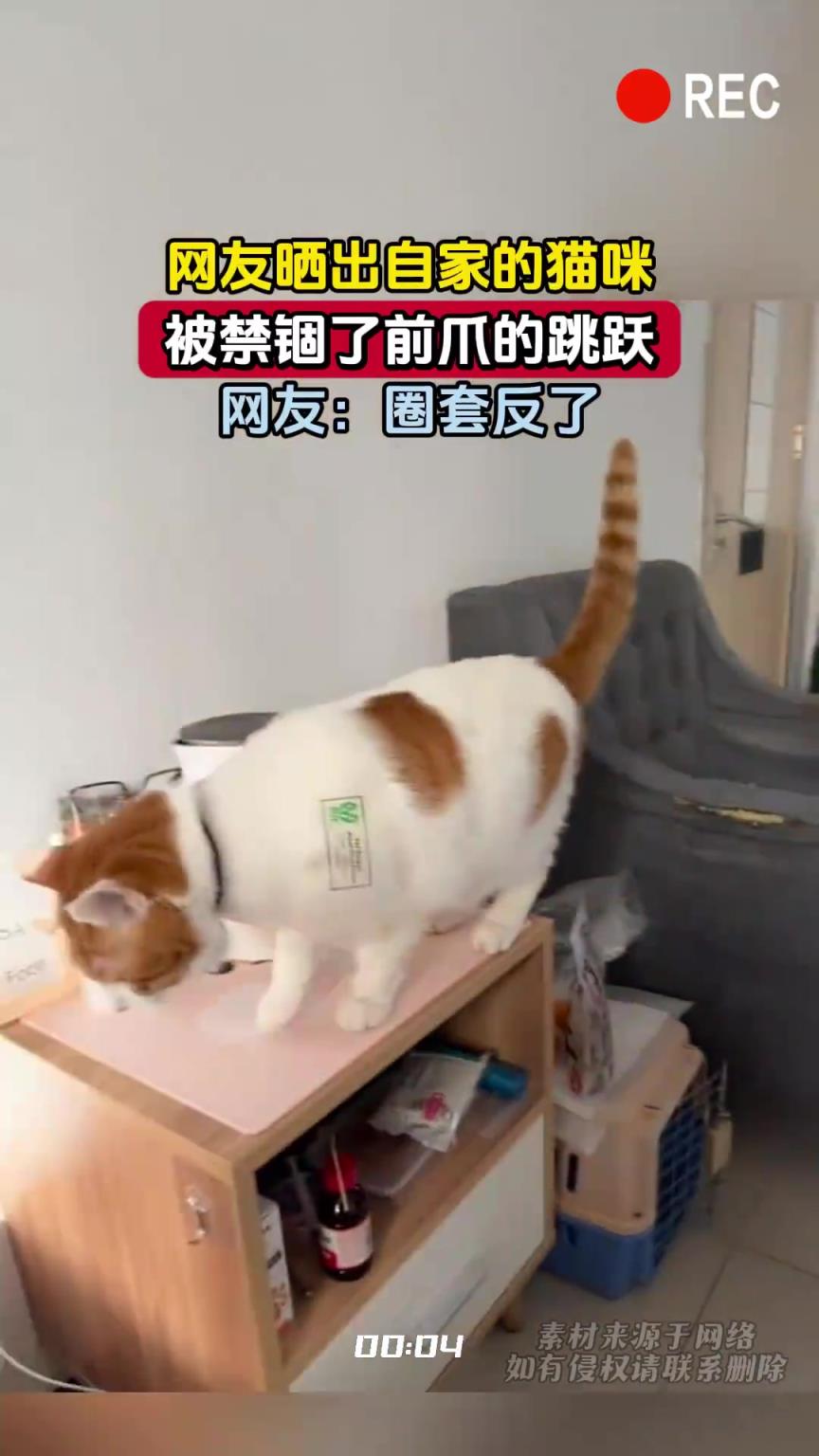 网友晒出自家的猫咪，被禁锢了前爪的跳跃，网友：圈套反了