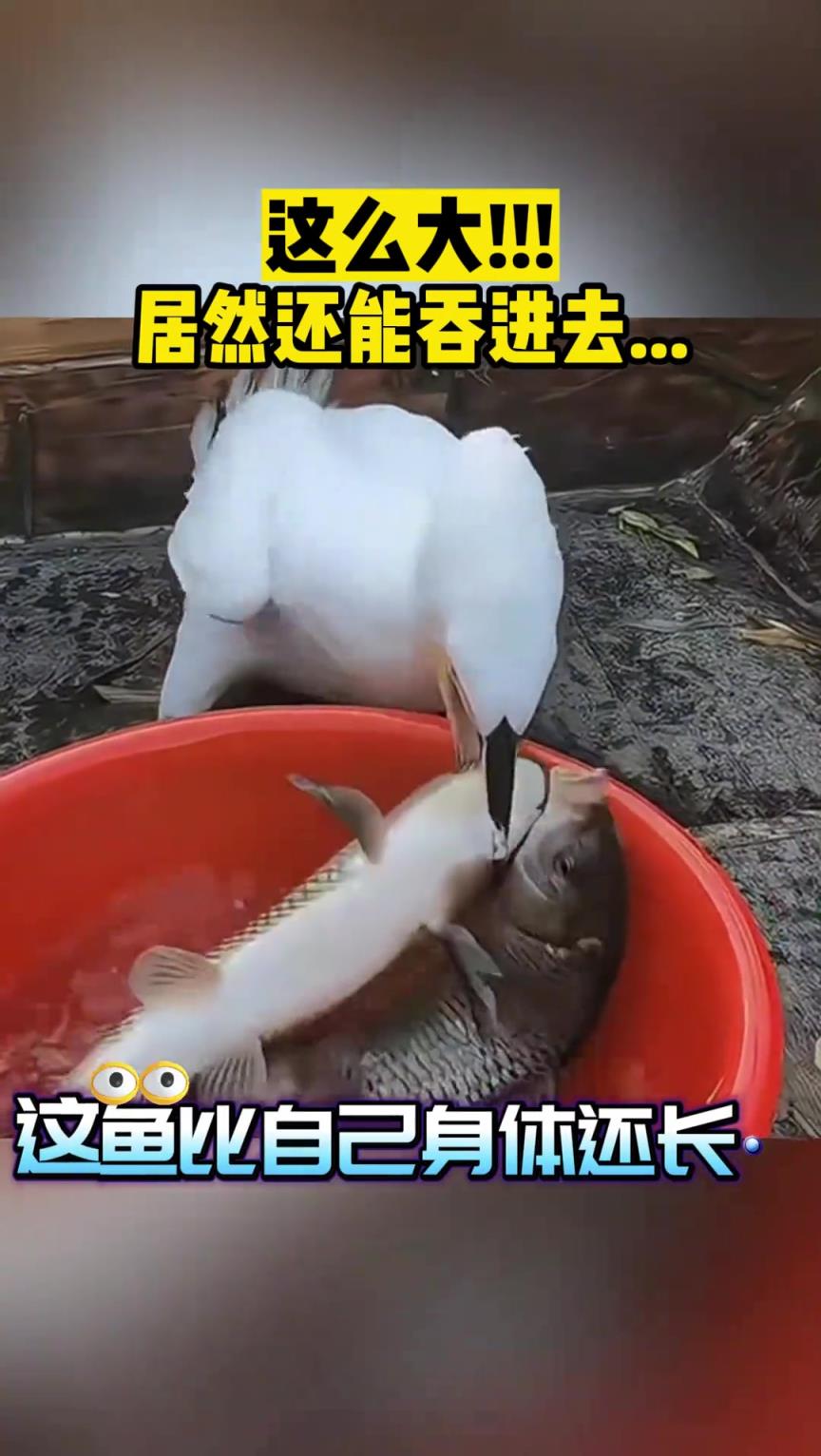 这么大!!! 居然还能吞进去...