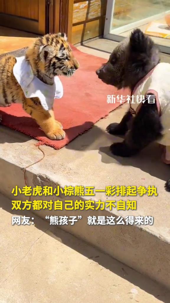 小老虎和小棕熊彩排起争执，双方都对自己的实力不自知。