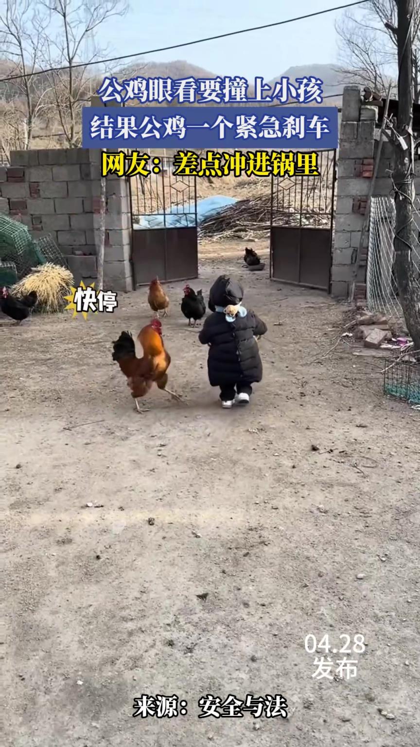 公鸡眼看要撞上小孩，结果公鸡一个紧急刹车，网友：差点冲进锅里