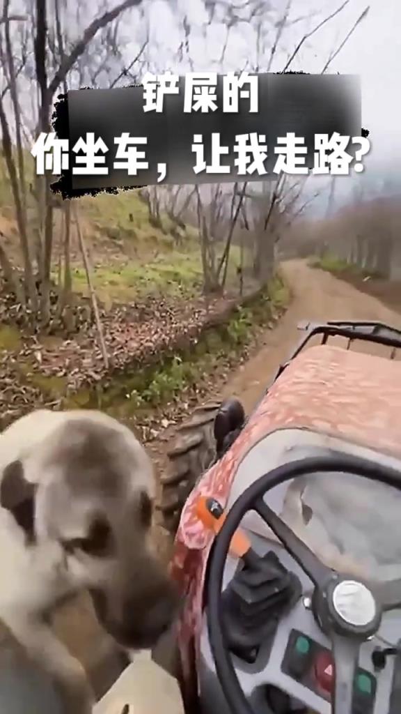 狗子：铲屎的，你坐车就让我走路？