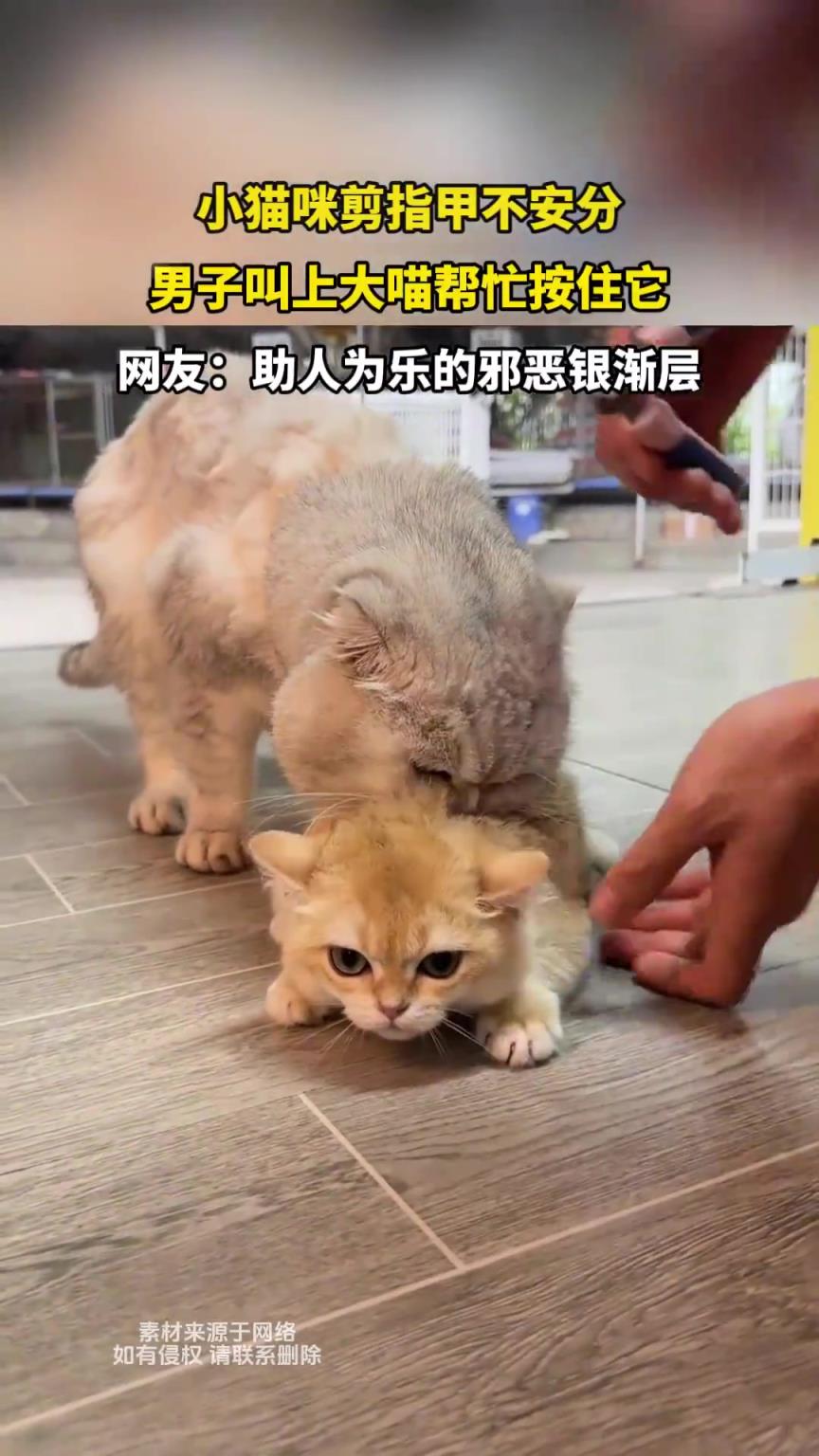小猫咪剪指甲不安分，男子叫上大喵帮忙按住它