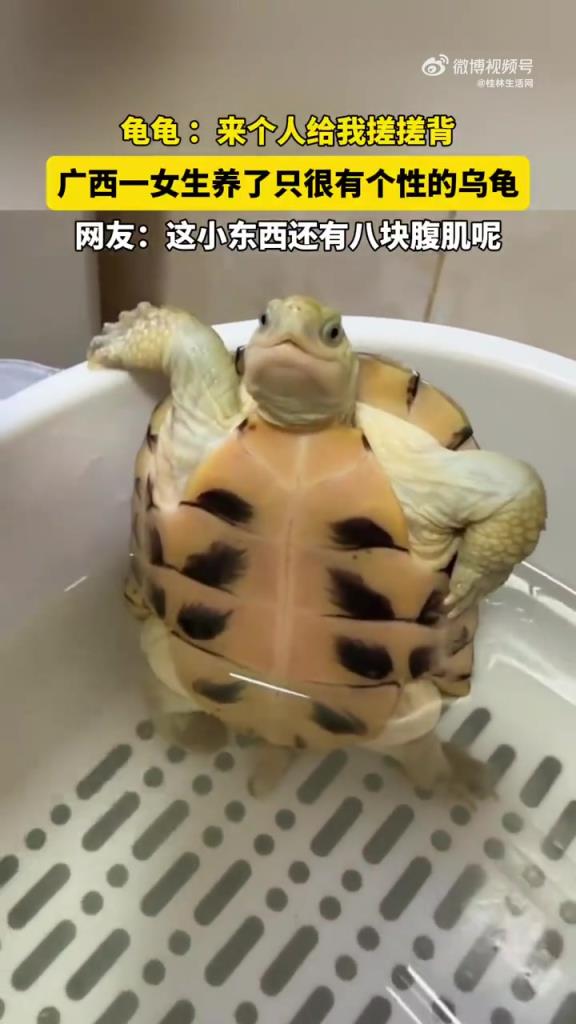 当养了一只很有个性的乌龟
