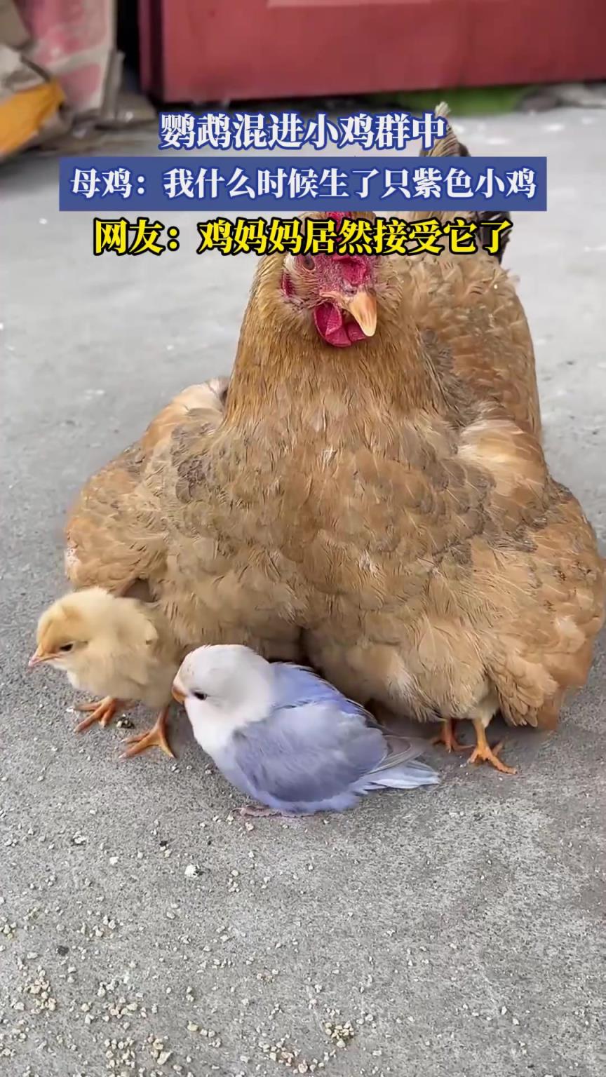 鹦鹉混进小鸡群中，母鸡：我什么时候生了只紫色小鸡
