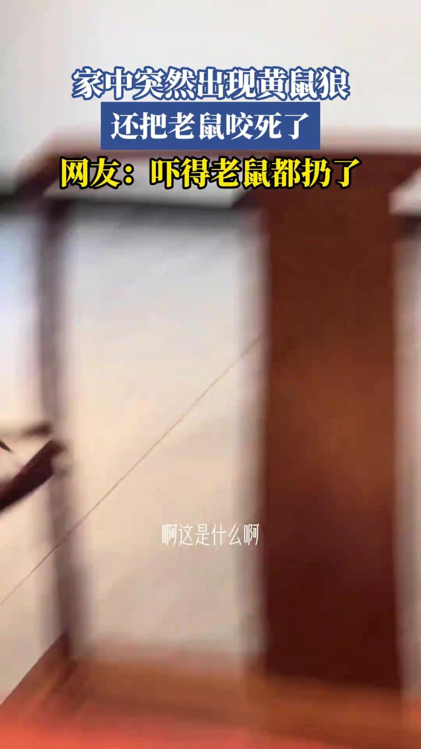 家中突然出现黄鼠狼，还把老鼠咬死了，网友：吓得老鼠都扔了