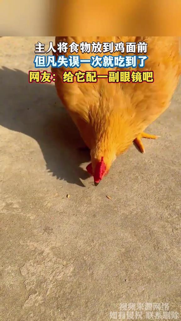主人將食物放到雞面前 但凡失誤一次就吃到了