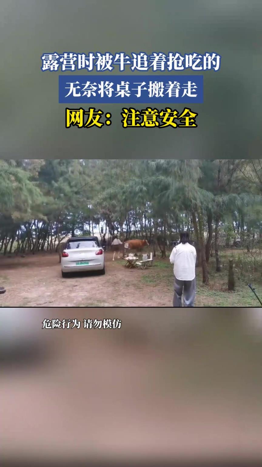 露营时被牛追着抢吃的，无奈将桌子搬着走，网友：注意安全