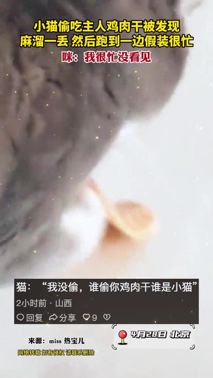 小貓偷吃主人雞肉干被發(fā)現(xiàn)，麻溜一丟假裝很忙