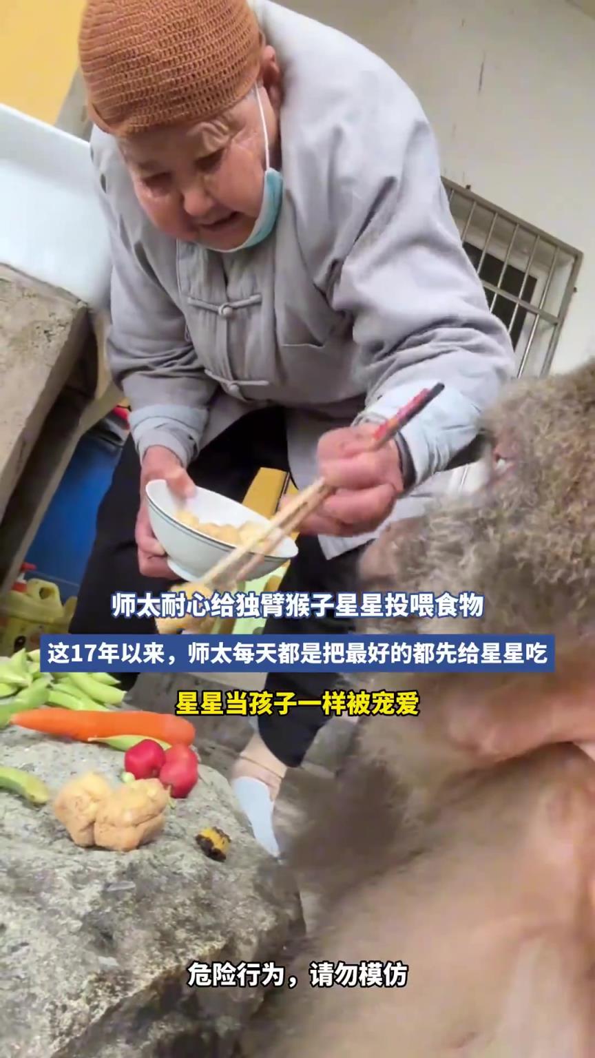 师太耐心给独臂猴子星星投喂食物
