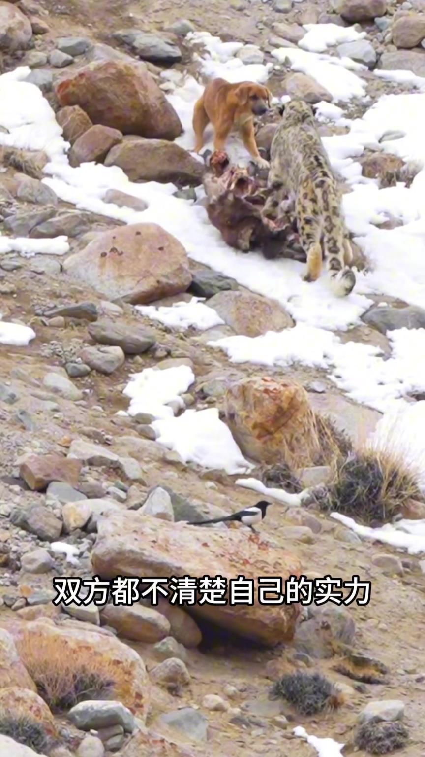 狗子回去吹嘘：豹子一般般不是厉害。