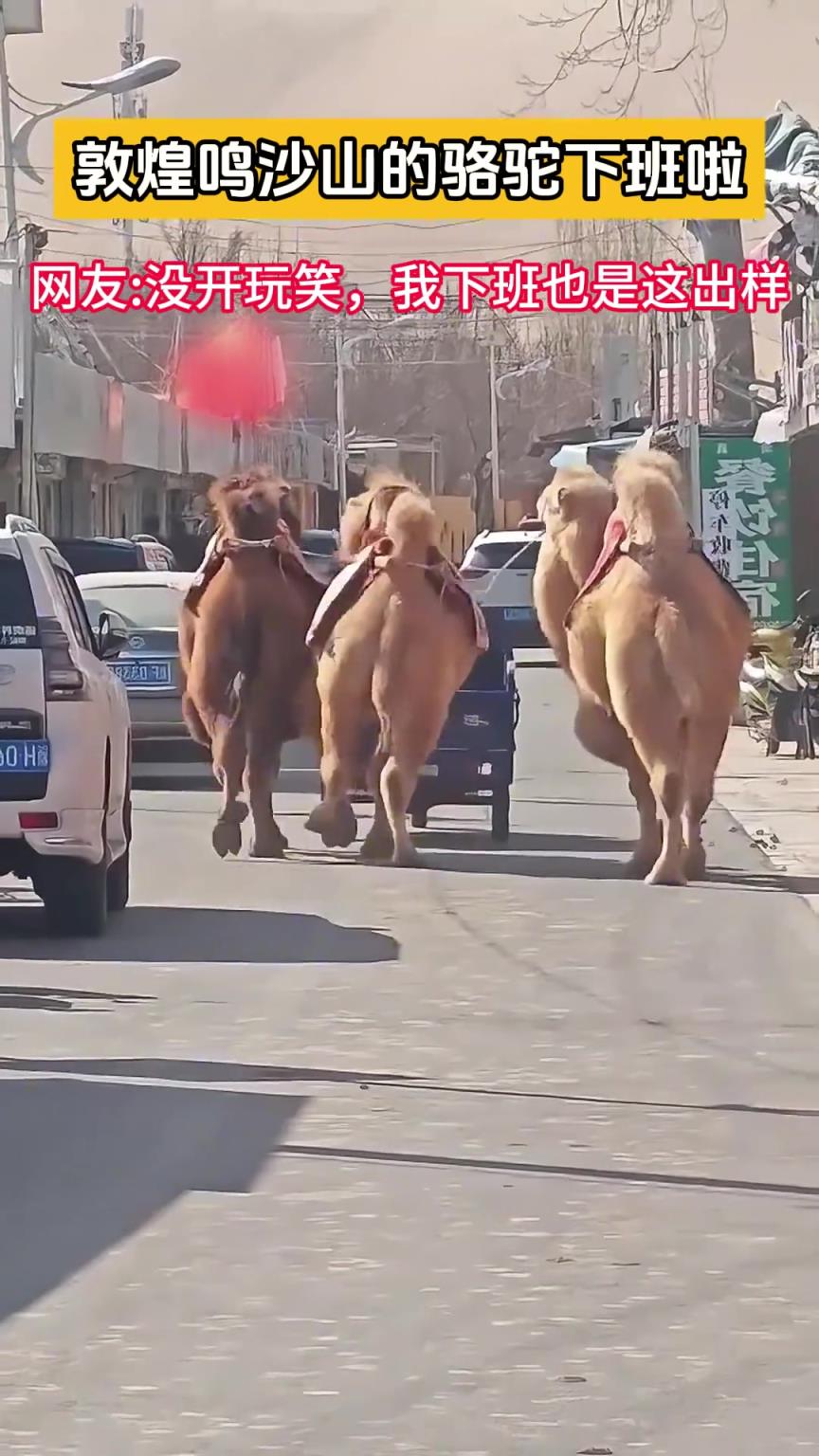 駱駝們下班開(kāi)心得尥蹶子，不敢笑，我下班也是這出樣